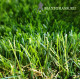 Искусственная трава Деко 35